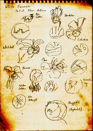 Sketches of Flowers