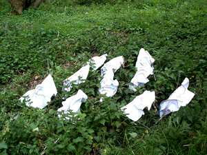 May Flowers 2003