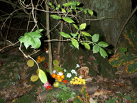 Detail of Harvest Shrine 2004