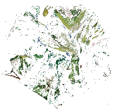 Oak Leaf